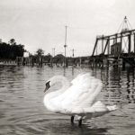 The railroad bridge watched over the entry to Lake Charlevoix for just over nine decades. The final passenger train left town on September 1, 1962, while the freight business lasted almost two decades longer until the last train departed on February 18, 1982. With all rail traffic now halted, much heated debate followed over whether the bridge could or even should be saved. It was decided that economic factors prevented renovation and maintenance. The bridge was removed in autumn of 1983, and the last of the tracks were torn out in 1990. Lake Charlevoix