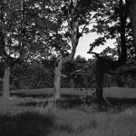 The land on which the Greensky Hill church sits had long been a meeting place for Native Americans. Legend tells that at one meeting the chiefs of each tribe planted a young maple as a symbol of mutual trust. Each swore that as long as the trees bore leaves they would remain in a state of peace. Said to number just over thirty, each tree was bent and tied with basswood thongs, with the hope the distended trunks would never be taken for lumber. The original number has dwindled to eight. Some visitors to the still remaining trees have reported being filled with an intense feeling of calm and harmony. Greensky Hill church land